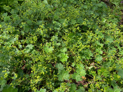 Geelgroene vrouwenmantel - Alchemilla xanthochlora