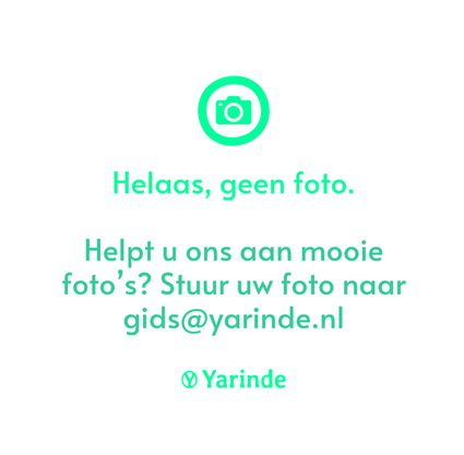 Groeve Den - Pinus sylvestris 'Conica'