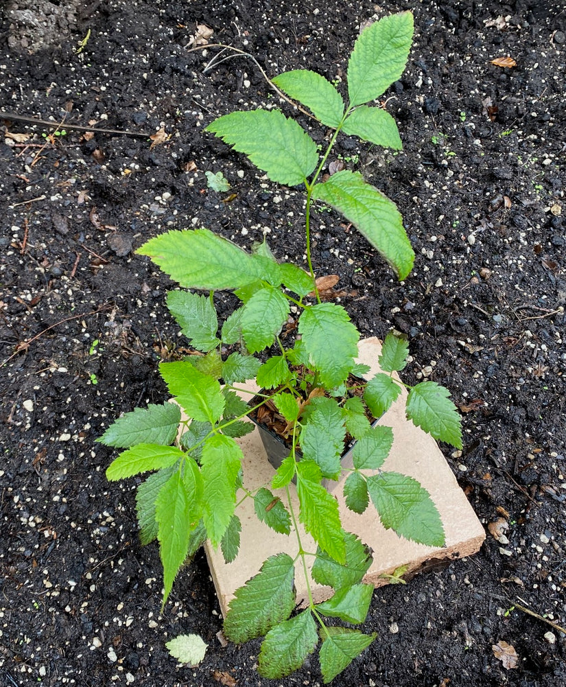 Geitenbaard - Aruncus dioicus