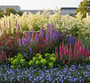 Aruncus dioicus achteraan in diepe border met ervoor Zilverkaars 'Actaea'
Dropplant 'Agastache'
Pimpernel 'Sanguisorba' in het midden, lange ereprijs veronica heidekind, wolfsmelk 'Euphorbia' en geranium rozanne aan de rand