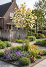Gele Beverboom - Magnolia brooklynensis 'Elizabeth'