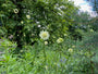 Gele Scabiosa / Reuzenscabiosa - Cephalaria gigantea