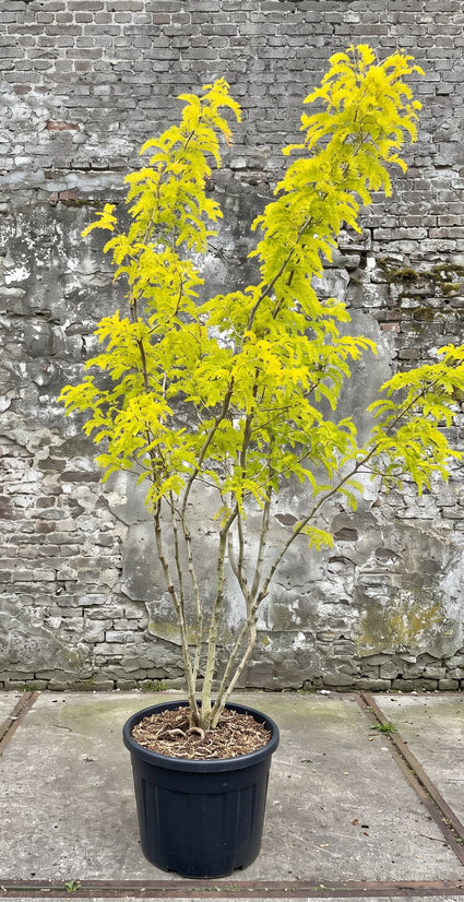 Gele valse Christusdoorn (Meerstammig) - Gleditsia triacanthos 'Sunburst'