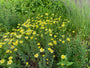 Gele kamille - Anthemis x hybrida 'E.C. Buxton'