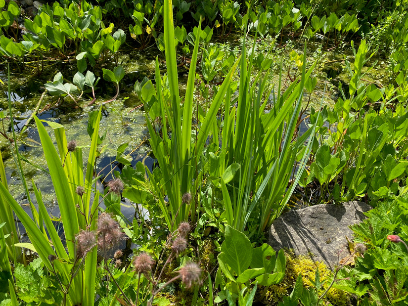 Gele lis - Iris pseudoacorus