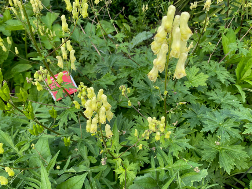 Gele monnikskap - Aconitum vulparia