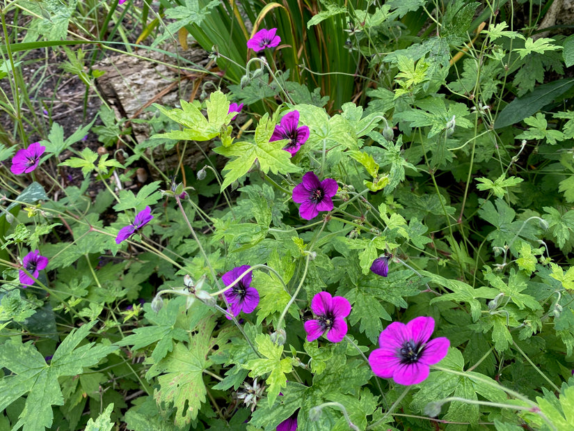 Ooievaarsbek - Geranium 'Ann Folkard'