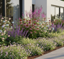 Geranium canta. cambridge met Echinecea - Zonnehoed, Dropplant - Agastache, diverse zegge carex ice dance siergrassen. Ook Salie 'Salvia' caradonna en Akelei 'Aquilegia'.