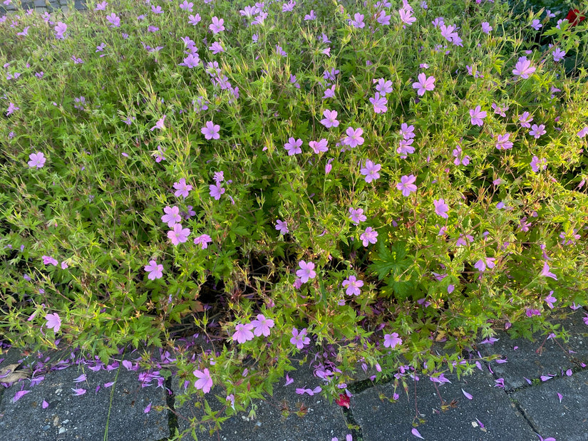 Ooievaarsbek (Roze, 40 cm hoog) - Geranium endressii