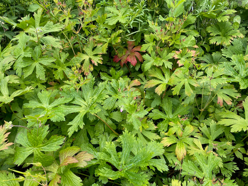 Gevlekte ooievaarsbek - Geranium maculatum