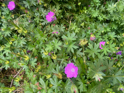 Ooievaarsbek (Lage soort) - Geranium sanguineum 'Max Frei'