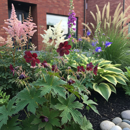 Donkerpaarse Ooievaarsbek - Biologische Geranium phaeum
