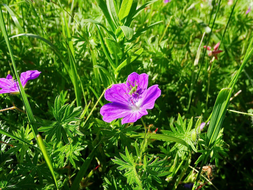 Biologisch Ooievaarsbek - Geranium sanguineum 'Tiny Monster'