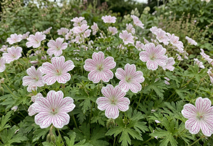 Ooievaarsbek - Geranium versicolor