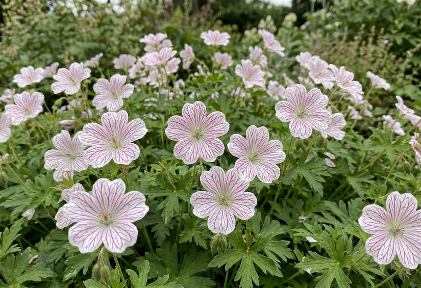 Ooievaarsbek - Geranium versicolor