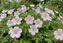 Ooievaarsbek - Geranium versicolor