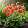 Nagelkruid (Rood) - Geum chiloense 'Mrs Bradshaw'