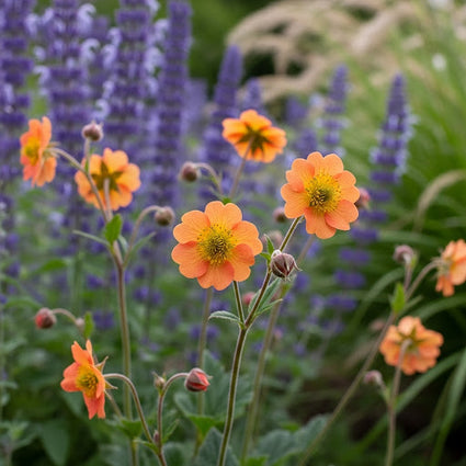 Nagelkruid - Geum 'Prinses Juliana'