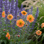 Nagelkruid - Geum 'Prinses Juliana'