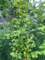 Gewone Hazelaar (Inheems) - Corylus avellana