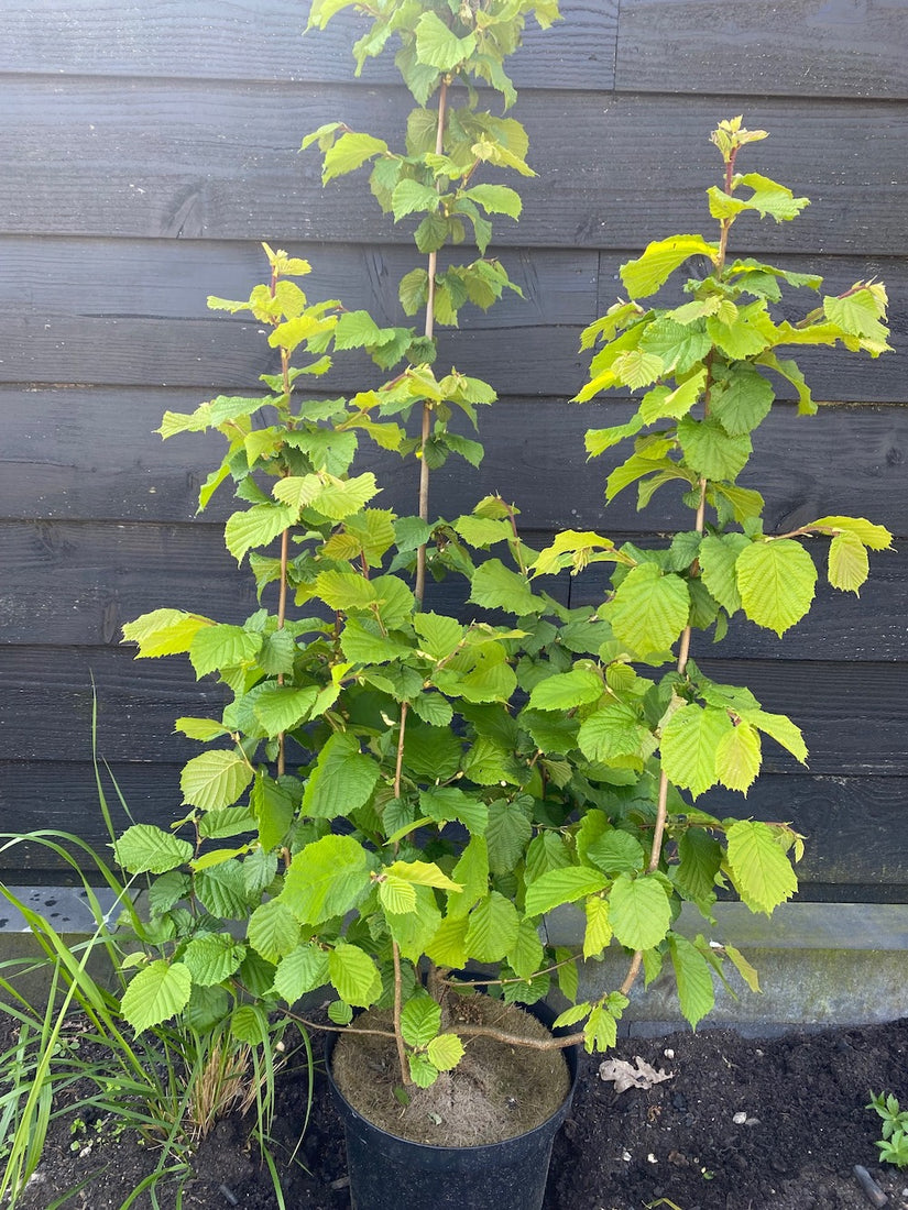 Gewone Hazelaar (Inheems) - Corylus avellana