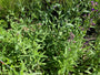 Gewone ossentong - Anchusa officinalis