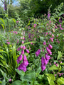 Gewoon Vingerhoedskruid - Digitalis purpurea