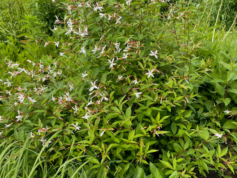 Driebladige braakwortelspirea - Gillenia trifoliata