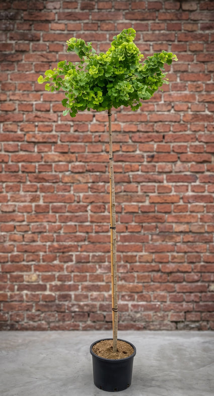 Japanse notenboom - Ginkgo biloba 'Mariken' op stam