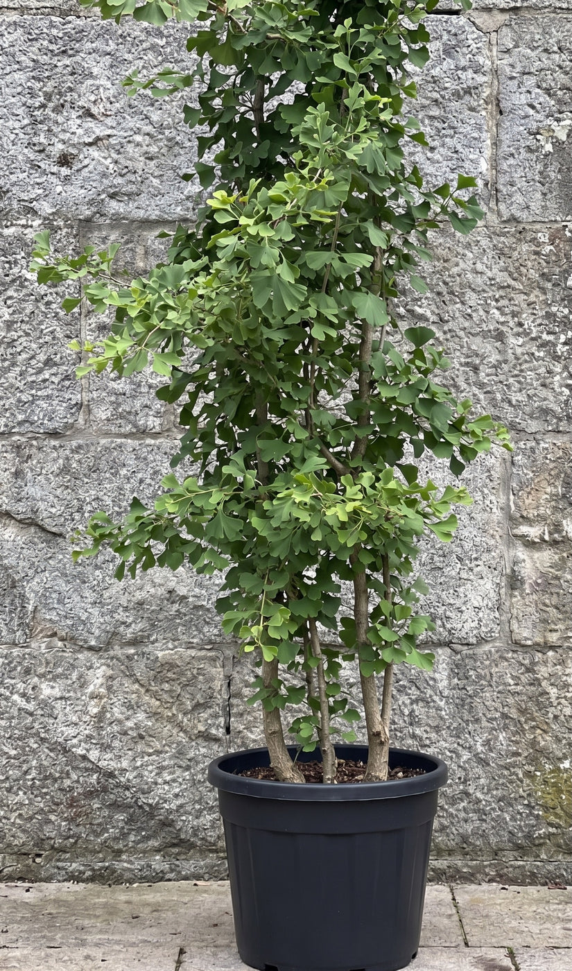 Japanse notenboom - Ginkgo biloba meerstammig