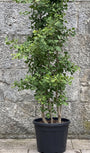 Japanse notenboom - Ginkgo biloba meerstammig