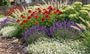 Biologisch Kruipend gipskruid - Gypsophila repens 'Filou White'