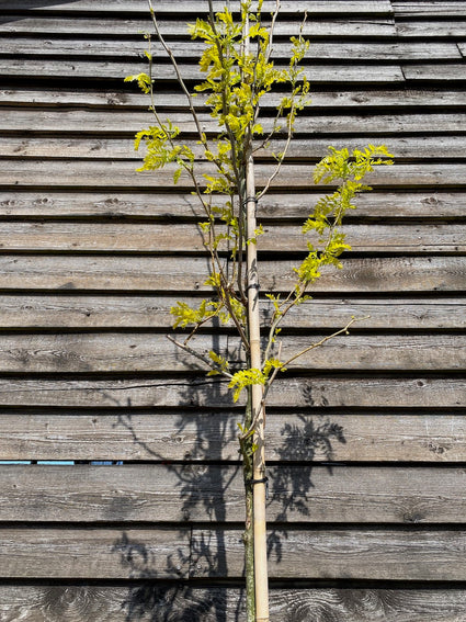 Gele valse Christusdoorn - Gleditsia triacanthos 'Sunburst'