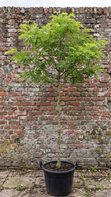 Groene Valse Christusdoorn (Hoogstam) - Gleditsia triacanthos f. inermis