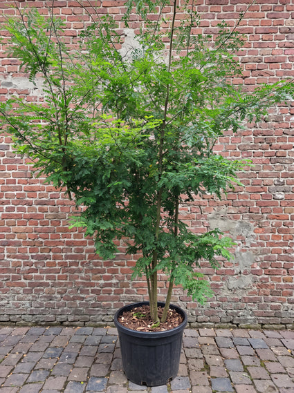 Groene Valse Christusdoorn (Meerstammig) - Gleditsia triacanthos f. inermis