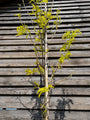 Gele valse Christusdoorn - Gleditsia triacanthos 'Sunburst'