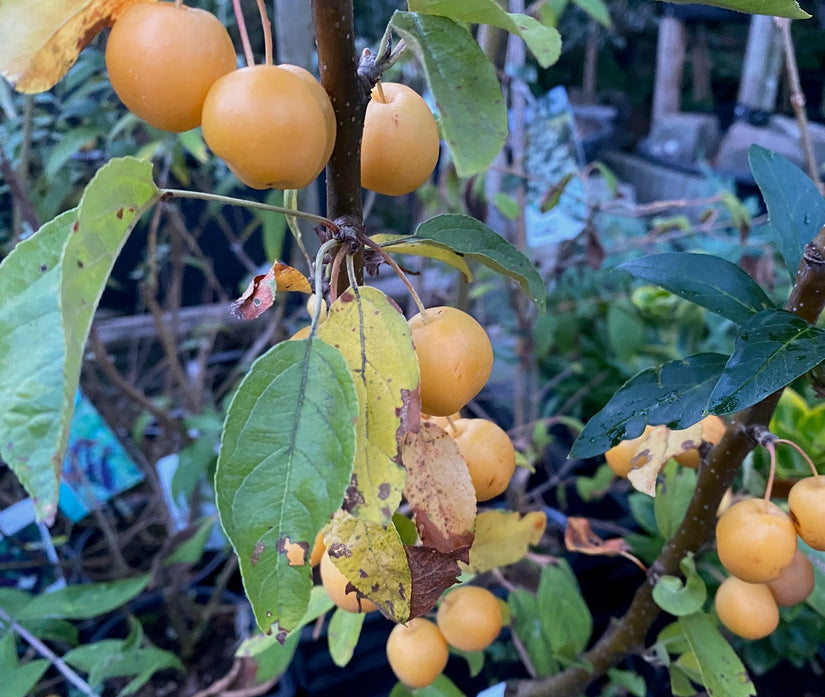 Sierappel boompje (geel) - Malus 'Golden Hornet' op stam