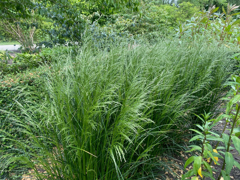 Ruwe smele - Deschampsia cespitosa 'Goldschleier'