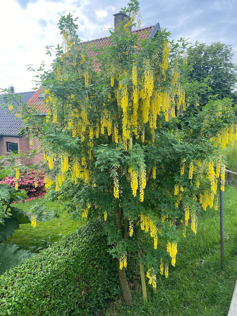 Bastaard Goudenregen - Laburnum x watereri 'Vossii' 275-325 cm