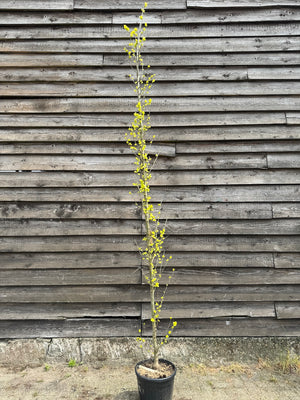200-250 cm (Zuilvorm)