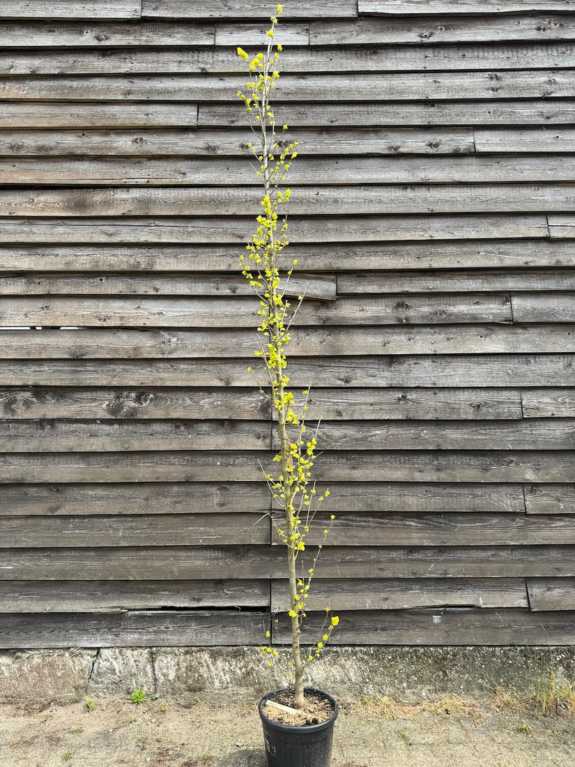 goudiep zuilvorm ulmus wredei