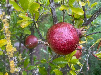 Granaatappelstruik - Punica granatum