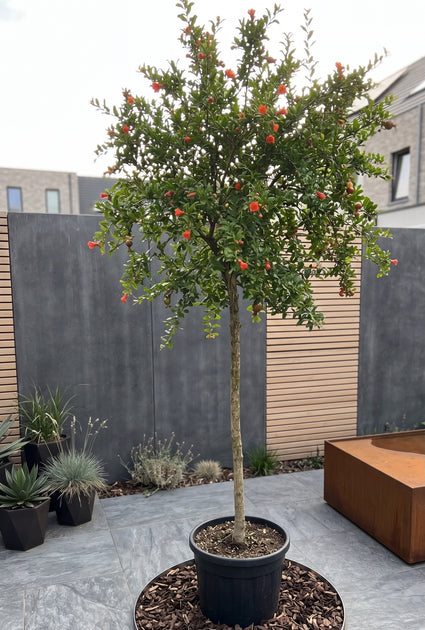 Granaatappelstruik - Punica granatum