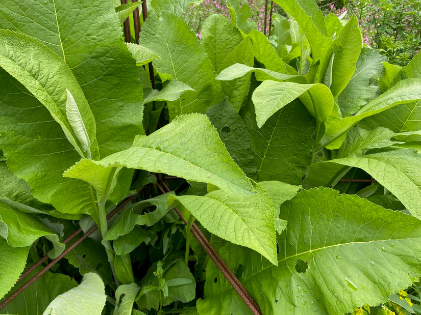 Griekse alant - Inula helenium