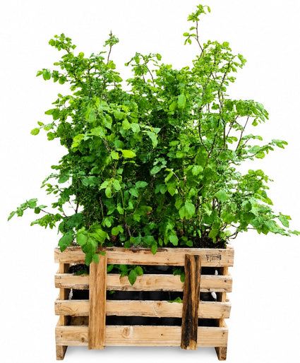 Groene beukenhaag - Fagus sylvatica C2.5 pot - Hoogte 80-100 cm - 50 stuks aanbieding