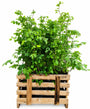 Groene beukenhaag - Fagus sylvatica C2.5 pot - Hoogte 80-100 cm - vanaf 50 stuks aanbieding