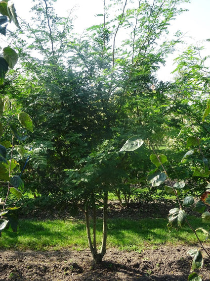 Groene Valse Christusdoorn (Meerstammig) - Gleditsia triacanthos f. inermis