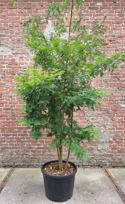 Groene Valse Christusdoorn (Meerstammig) - Gleditsia triacanthos f. inermis