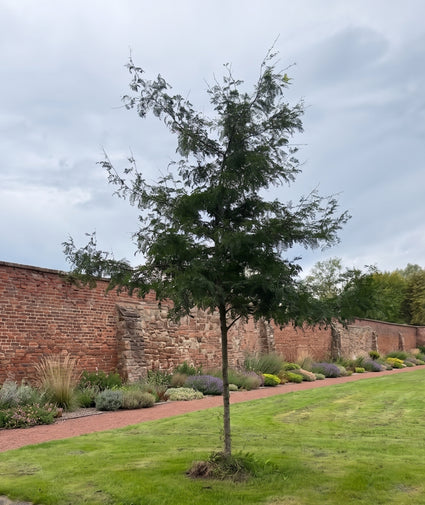 Groene Valse Christusdoorn (Hoogstam) - Gleditsia triacanthos f. inermis