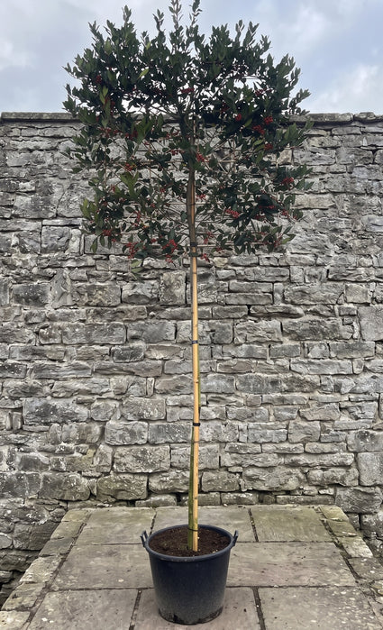 groene hulst ilex nellie r stevens leiboom 120x120cm bamboe rek - stamhoogte 180 cm - totale hoogte 3 meter